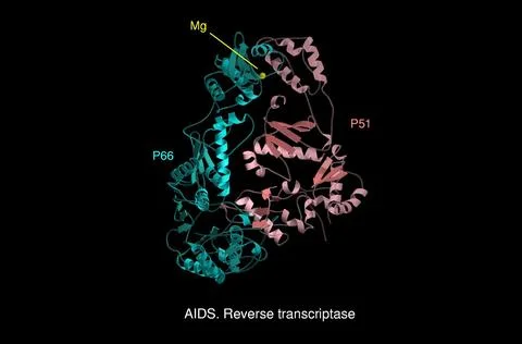 AIDS reverse transcriptase, mol. model Stock Illustration