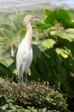 Aigrette Stock Photos
