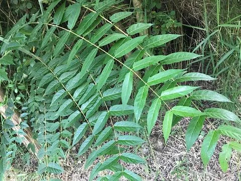 Ailanthus twigs in the foreground Stock Photos