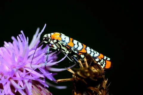 Ailanthus webworm moth Stock Photos