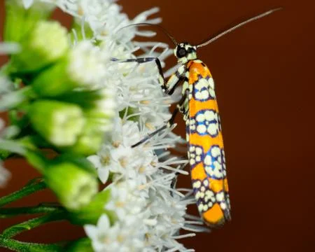 Ailanthus webworm moth Stock Photos