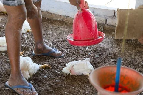 Ailing Hen Rests in Coop Stock Photos