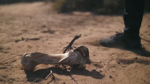 Aimal bone in the desert. Man walks by Stock Footage 322798063