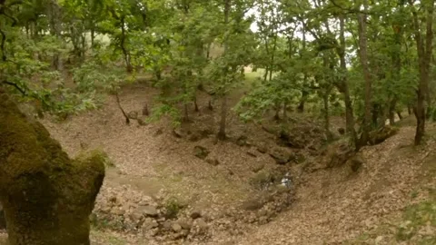 Ain zanah forest Video stock 241944622