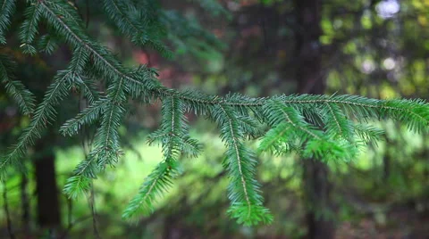 Air among the pine branches Stock Footage 48814155