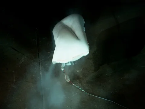 Air Bag Inflates, Isolated Stock Footage 77781780