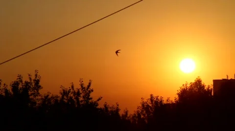 Air balloon Stock Footage 859082