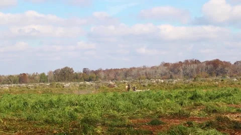 Air boats mow down the grass blades at Phinizy Swamp Stock Footage 143165689