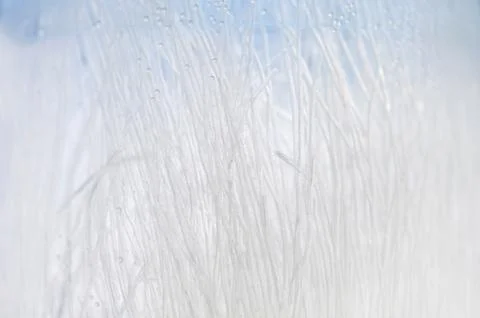 Air bubbles abstract macro Stock Photos
