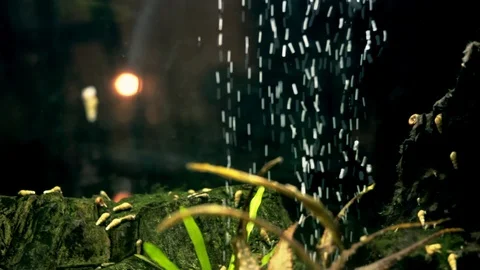 Air bubbles and aquarium snails Stock Footage 101285601