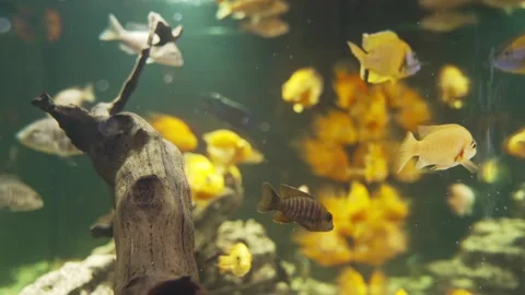 Air bubbles in the aquarium. a red parrot in an aquarium. Stock Footage 172285578
