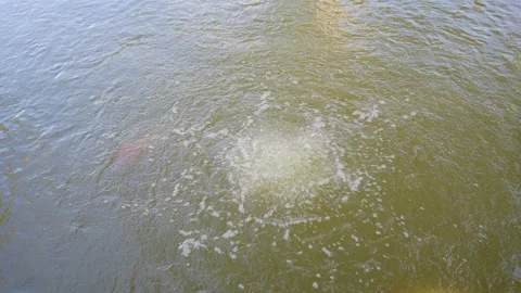 Air Bubbles Are Passed Through The Water Releasing Oxygen. Vidéo 197069561