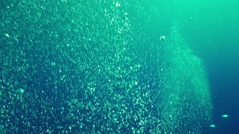 Air Bubbles in the Blue Water Stock Footage 154469967