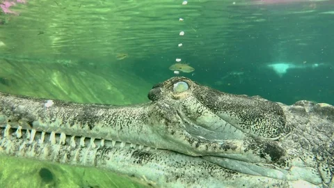 Air bubbles coming through eye of male Indian Gharial inside water Stock Footage 83070508