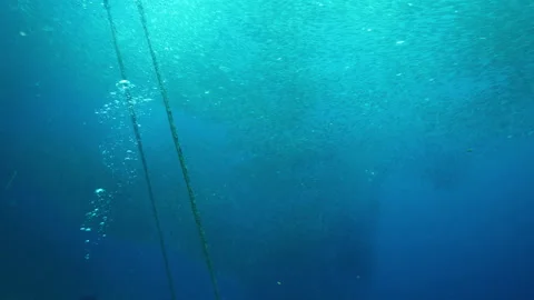 Air bubbles from diver oxygen tank against safety cables Stock Footage 283886329
