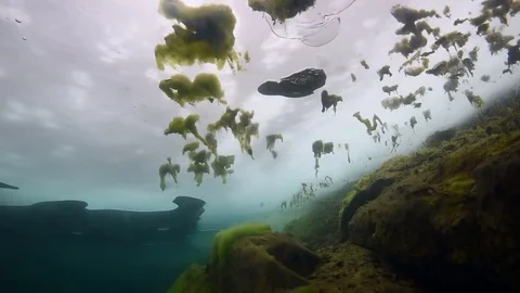 Air bubbles move under ice icebound between algae, icediving in like Stock Footage 72237789