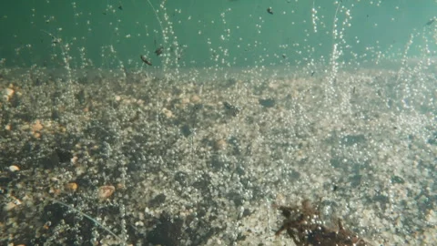 Air bubbles rise up and garbage falls down on ocean shell Stock Footage 243299415