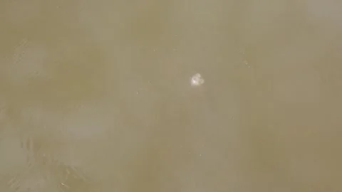 Air bubbles rising out of the murky water from a scuba diver underwater Stock Footage 336186371