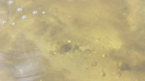 Air bubbles rising from the river bottom through murky golden water Video stock 332735517
