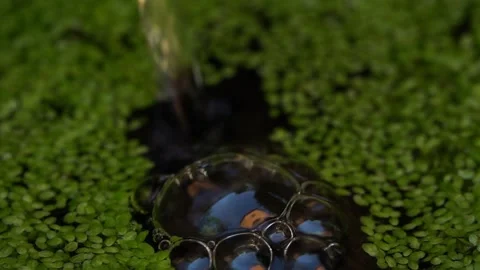 Air Bubbles on the Surface of the Water. Small duckweed on the old lake. Stock Footage 154519704
