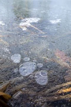 Air bubbles under a thin ice on a forest lake Foto stock