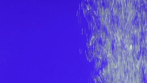Air bubbles in the water on a colored background Видео 108873064