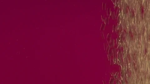 Air bubbles in the water on a colored background Stock Footage 108873513