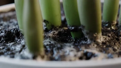 Air bubbles on the water surface after watering indoor plants in ceramic pot Stock Footage 144353820