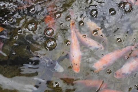 Air bubbles on the water surface in the fish pond from filling with clean w.. Stock Photos