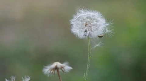 Air dandelion and a beetle Stock Footage 66334257