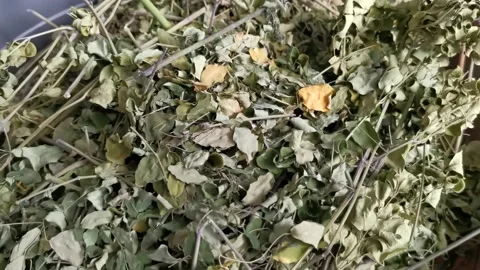 Air Dried Moringa Leaves Stock Footage 158309337
