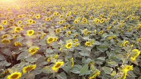 An air drone flying over a sunflower field, the sun's rays create a glow in the Stock Footage 135662453