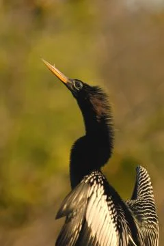 Air Drying Stock-Fotos