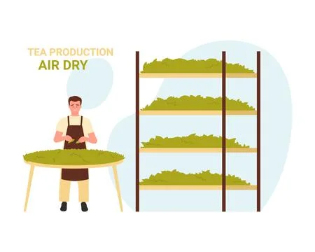 Air drying process of green tea leaves Ilustración de archivo