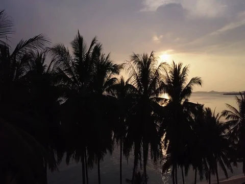 Air flight over coconut palms and sea at sunset Stock Footage 75445300
