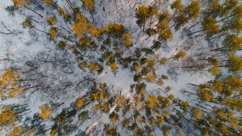 Air flight over the pine forest Stock Footage 85911379