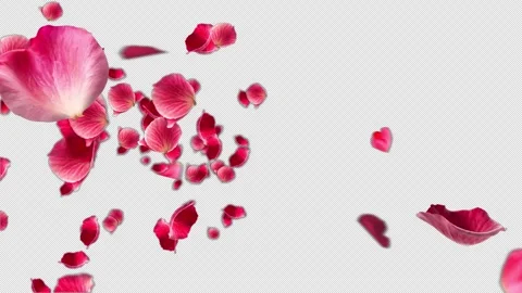 Air Floating petals on Alpha Channel Stock Footage 331348670