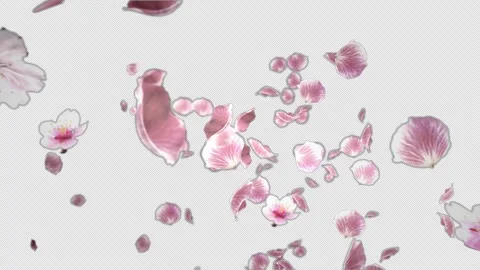 Air Floating Sakura petals (cherry blossom) with Alpha channel Vídeo Stock 333302235