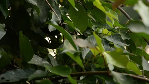 Air flowing to trees Stock Footage 76354277