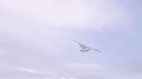 Air kite flies high in the sky Stock Footage 79605529