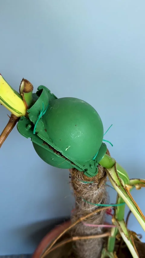 Air Layering Ball Installed on Variegated Monstera Albo Stem for Plant Prop.. Stock Footage 345462015