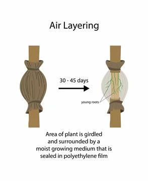 Air layering is a method of propagating new trees and shrubs Stock Illustration