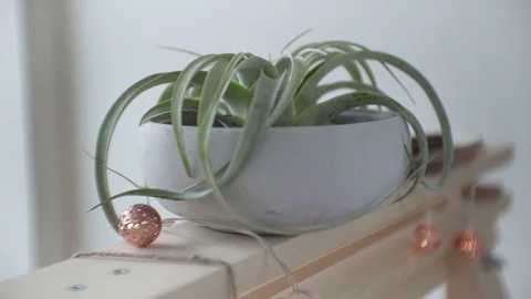 Air Plant in Concrete Vase put on Wooden Trestle Focusing Back and Forth. Stock Footage