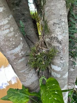 Air plant on tree trunk Stock Photos