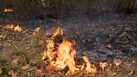 Air pollution from ground fire in a forest during the dry season. Jungle grasses Stock Footage 246820678