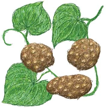 Air potato Stock Illustration