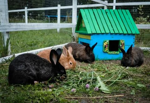 Air Rabbits Stock Photos