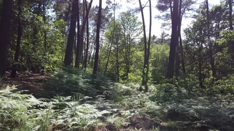 Air ride through the trees of a forest Video stock 132513146