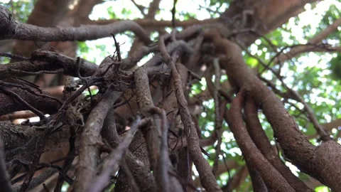 Air roots hanging from an old tree with green grass in the background. Stock Footage 146936144