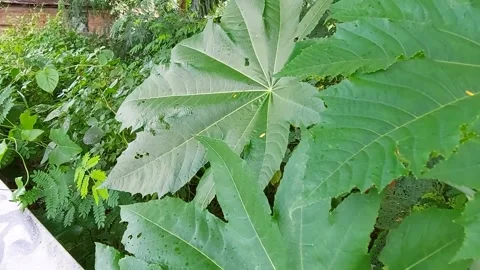 Air strike through leaf Stock Footage 170737941